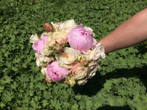 blumig_straeusseIMG_1488-scaled